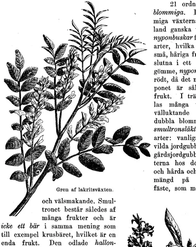 Illustration, sida 237
