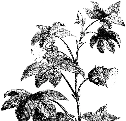 Illustration, sida 239