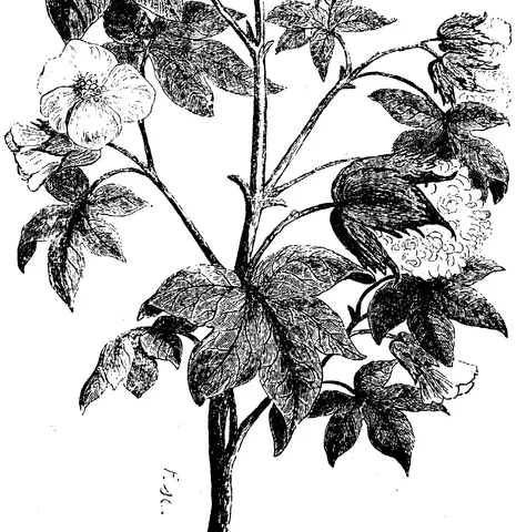 Illustration, sida 239