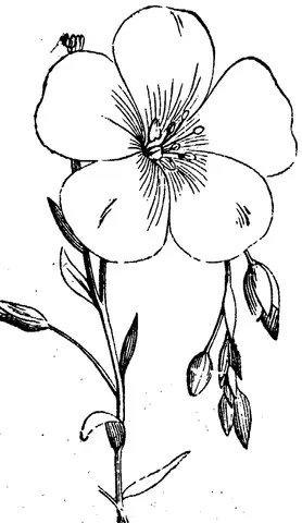 Illustration, sida 242