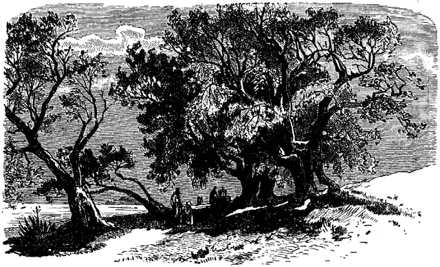 Illustration, sida 246