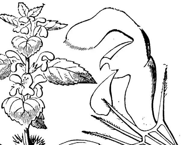 Illustration, sida 247