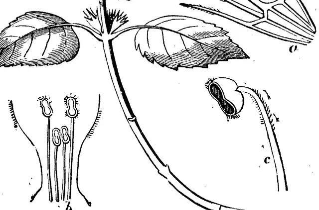 Illustration, sida 247