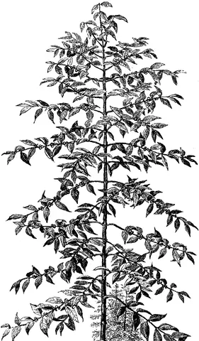 Illustration, sida 248