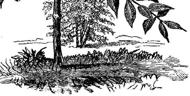 Illustration, sida 248
