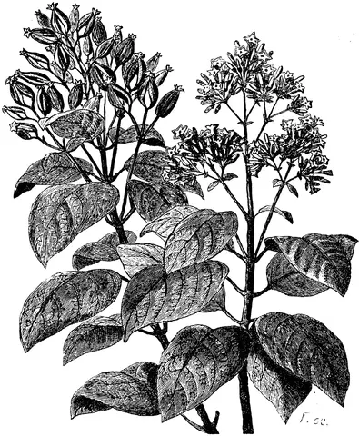 Illustration, sida 249