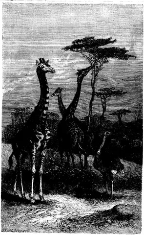 Illustration, sida 258