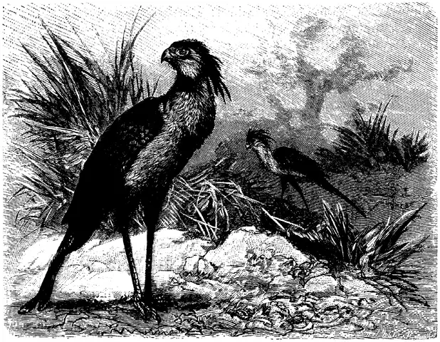Illustration, sida 260