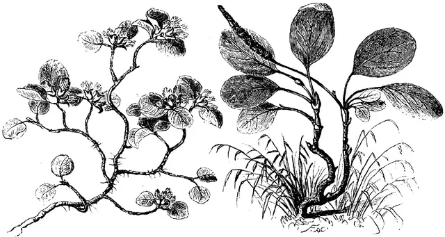 Illustration, sida 261