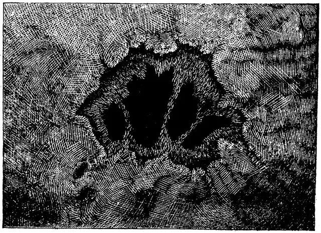 Illustration, sida 430