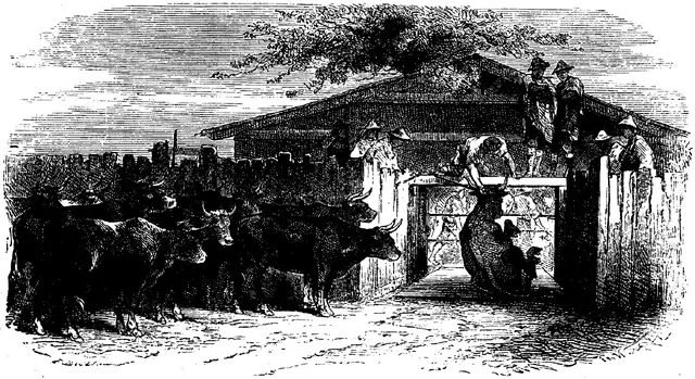 Illustration, sida 736