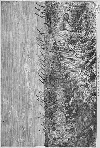 Illustration, sida 529