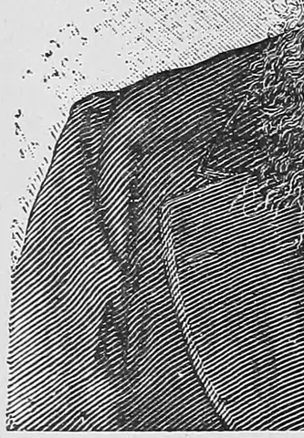 Illustration, sida 620