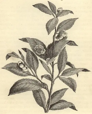 Illustration, sida 75