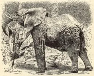 Illustration ur Geografiska skildringar. 3. (1897), sida 12
