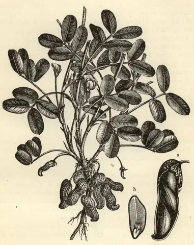 Illustration, sida 15