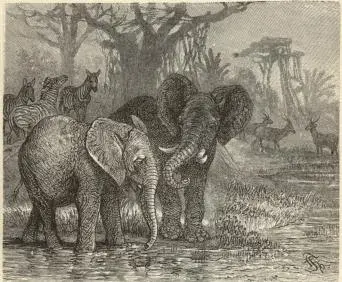 Illustration, sida 135