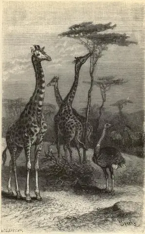 Illustration ur Geografiska skildringar. 3. (1897), sida 151