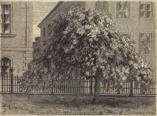 Illustration, sida 251