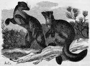 Illustration ur Högholmen (1892), sida 28