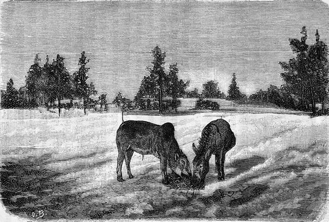 Illustration ur Högholmen (1892), sida 49