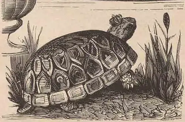 Illustration ur Humoristiska bilder (1881), sida 13