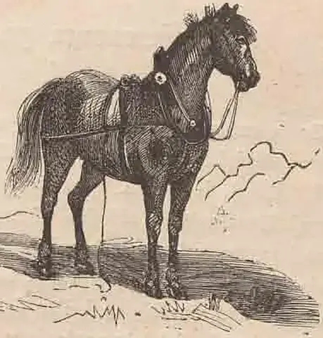 Illustration ur Humoristiska bilder (1881), sida 25