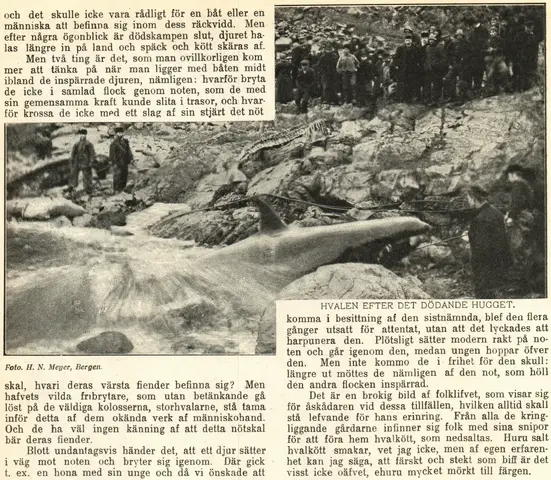 Illustration ur Hvar 8 dag – Årg. 5 (1903/1904) (1904), sida 368