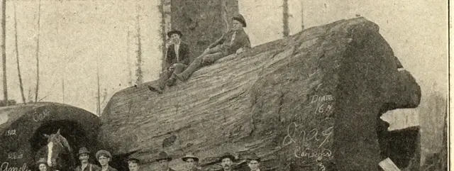 Illustration ur Hvar 8 dag – Årg. 6 (1904/1905) (1905), sida 278