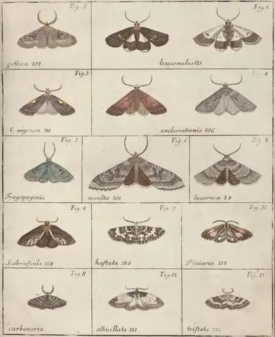 Illustration ur Icones Insectorum Rariorum. Sectio Prima (1759), sida 21