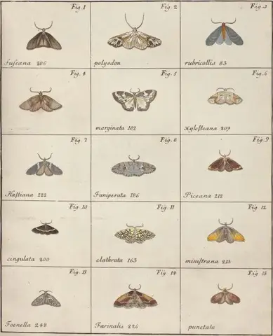 Illustration ur Icones Insectorum Rariorum. Sectio Prima (1759), sida 23