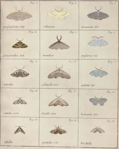 Illustration ur Icones Insectorum Rariorum. Sectio Prima (1759), sida 25