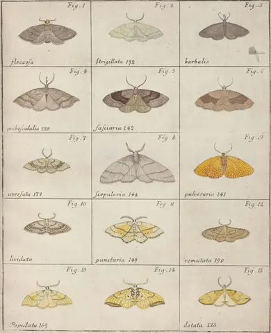 Illustration ur Icones Insectorum Rariorum. Sectio Prima (1759), sida 29