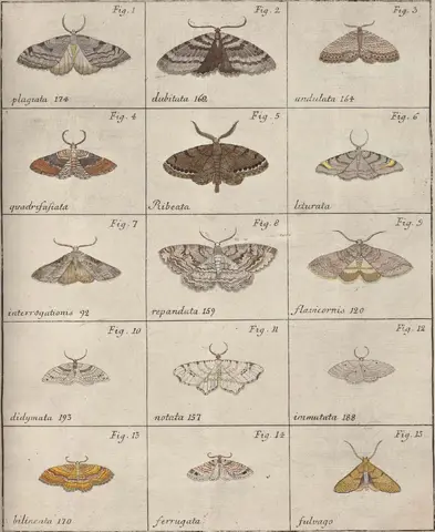 Illustration ur Icones Insectorum Rariorum. Sectio Prima (1759), sida 31