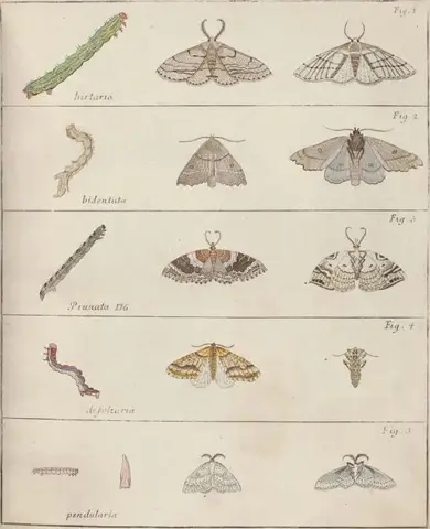 Illustration ur Icones Insectorum Rariorum. Sectio Prima (1759), sida 33