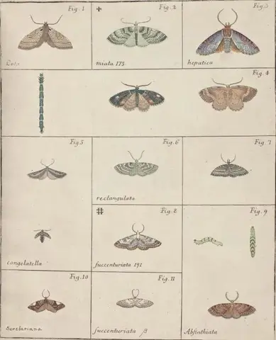Illustration ur Icones Insectorum Rariorum. Sectio Prima (1759), sida 35