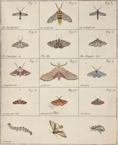 Illustration ur Icones Insectorum Rariorum. Sectio Prima (1759), sida 37