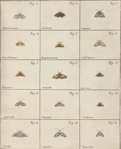 Illustration ur Icones Insectorum Rariorum. Sectio Prima (1759), sida 39