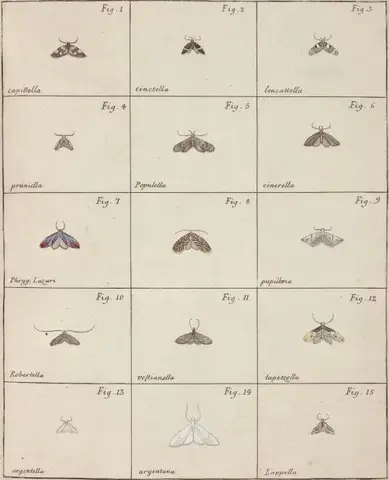 Illustration ur Icones Insectorum Rariorum. Sectio Prima (1759), sida 41