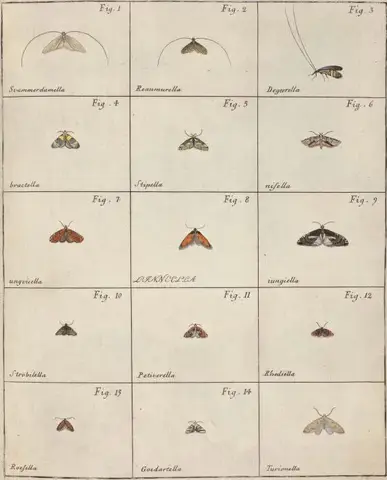 Illustration ur Icones Insectorum Rariorum. Sectio Prima (1759), sida 43