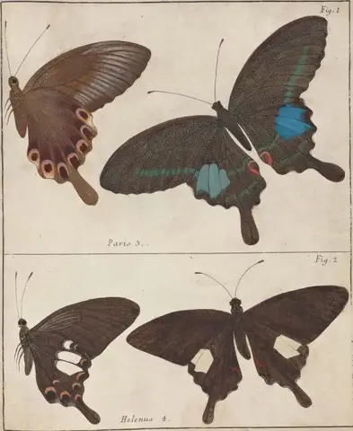 Illustration ur Icones Insectorum Rariorum. Sectio Prima (1759), sida 45