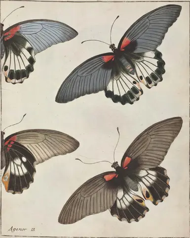 Illustration ur Icones Insectorum Rariorum. Sectio Prima (1759), sida 49