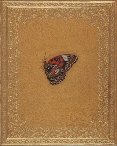 Illustration ur Icones Insectorum Rariorum. Sectio Prima (1759), sida 60