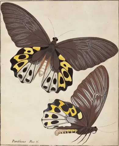 Illustration, sida 19