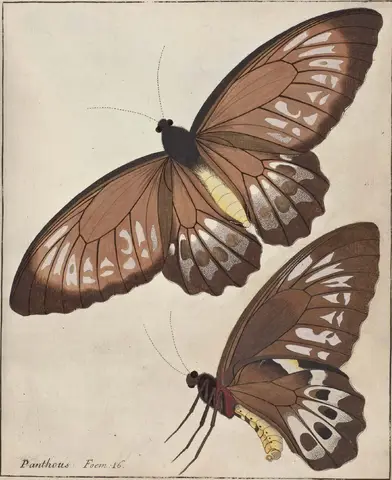 Illustration ur Icones Insectorum Rariorum. Sectio Secunda (1764), sida 21