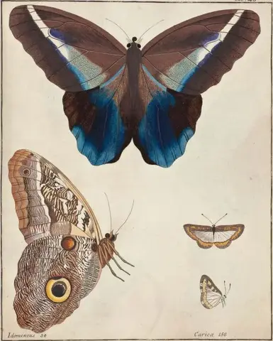 Illustration ur Icones Insectorum Rariorum. Sectio Secunda (1764), sida 23