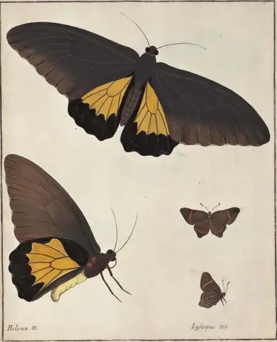 Illustration ur Icones Insectorum Rariorum. Sectio Secunda (1764), sida 27