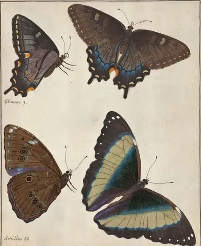 Illustration ur Icones Insectorum Rariorum. Sectio Secunda (1764), sida 31