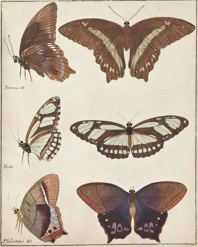 Illustration ur Icones Insectorum Rariorum. Sectio Secunda (1764), sida 43