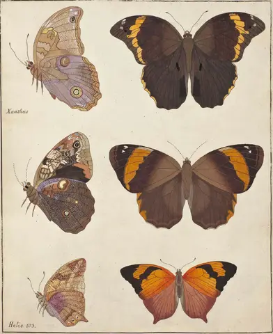 Illustration ur Icones Insectorum Rariorum. Sectio Secunda (1764), sida 51